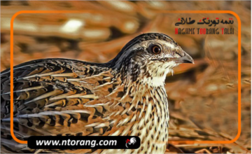 آشنایی با ساختار بدن بلدرچین (آناتومی بلدرچین)